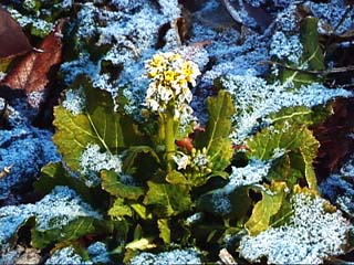 ナノハナのつぼみ