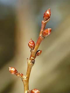 ウメのつぼみはまだ硬い