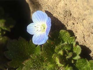 オオイヌノフグリ