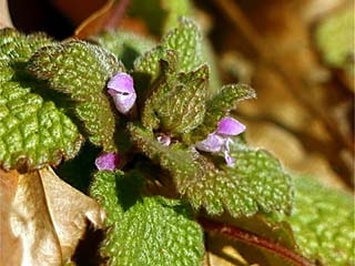 ヒメオドリコソウ