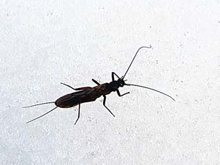 クロカワゲラの一種