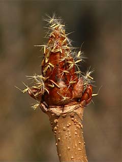 トチノキの冬芽