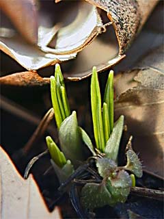 クロッカスの芽吹き