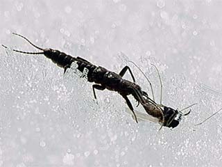 セッケイカワゲラ