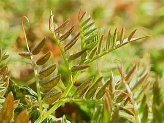 カラスノエンドウ