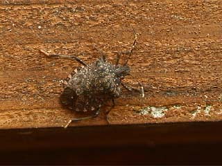 クサギカメムシ