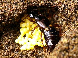 コブハサミムシ