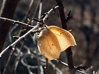 スジボソヤマキチョウ