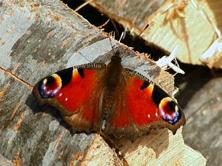 クジャクチョウ