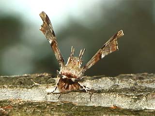 オカモトトゲエダシャク