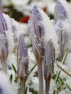 クロッカスの花と雪