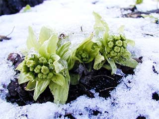 雪の中のフキノトウ