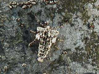 フユシャクの一種？