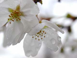 雨に濡れる東京のサクラ