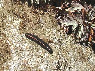 ウスバシロチョウの幼虫