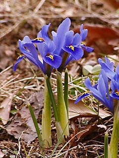 アトリエの花（２）