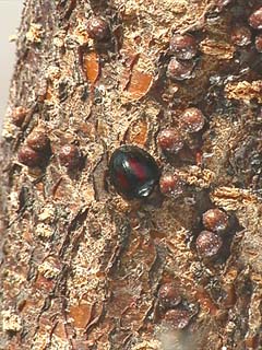 アカボシテントウ