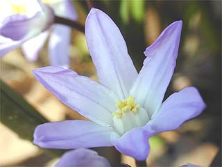 キオノドクサ（球根の花）