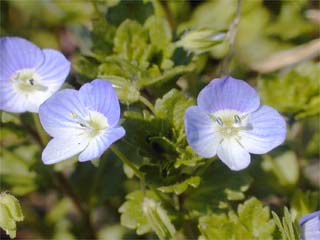 オオイヌノフグリの花
