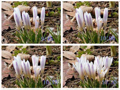 インターバル撮影