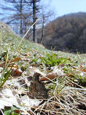 シータテハをワイドで撮る