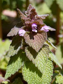 ヒメオドリコソウ