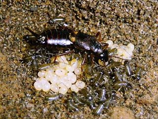 コブハサミムシの孵化