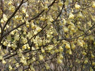 ヒュウガミズキ