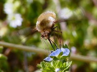 ビロードツリアブ