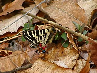 ヒメギフチョウ