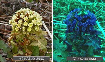 フキノトウ（ＵＶ）