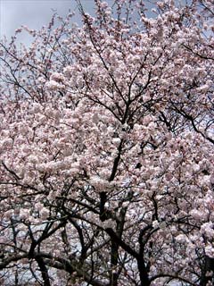 小諸のサクラ