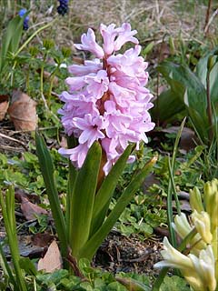 アトリエのヒヤシンス