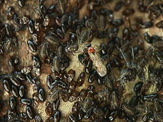 クリオオアブラムシの孵化