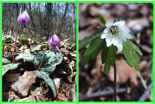 スプリングエフェメラ