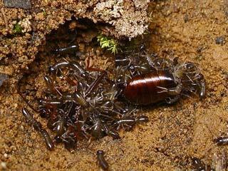 コブハサミムシその後