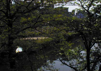 東京のツマキチョウ