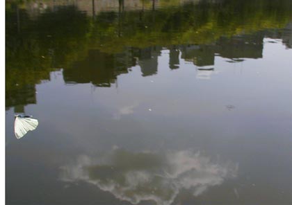 東京のモンシロチョウ