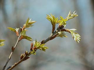 ミズナラの芽吹き