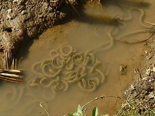 ヒキガエルの卵