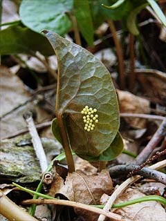 ヒメギフチョウの卵