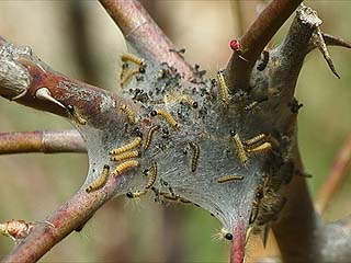 オビカレハの孵化