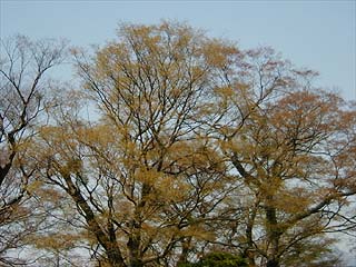 ケヤキの芽吹き