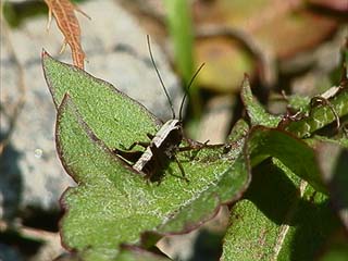 ヒメギスの幼虫