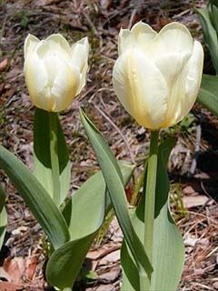 アトリエのチューリップ