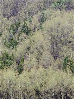 カラマツの新緑