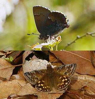 春だけに現れるチョウ