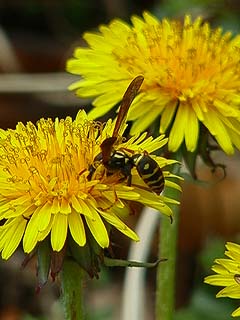 フタモンアシナガバチ