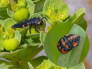 ナナホシテントウの幼虫・蛹