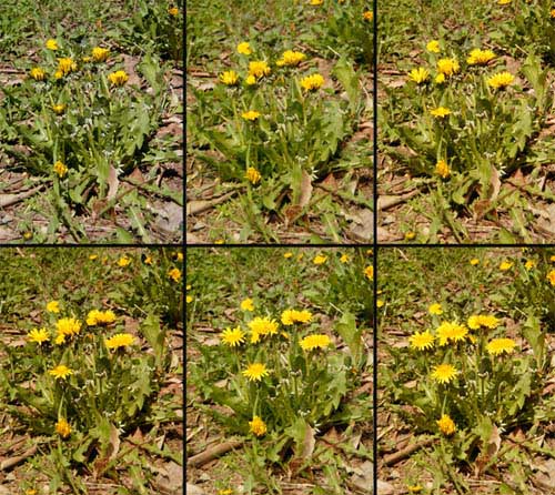 タンポポの開花